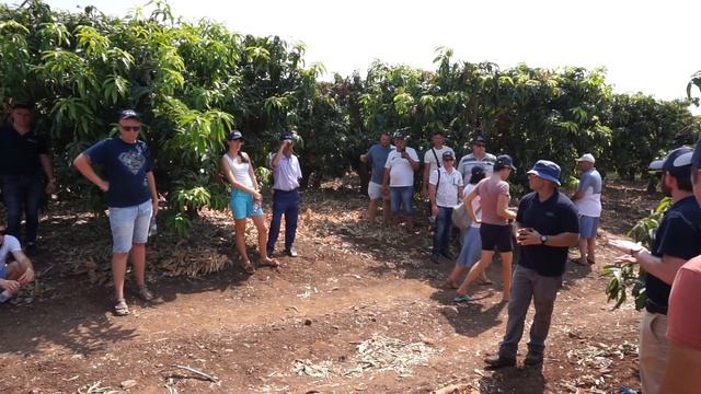 Манго Израиль