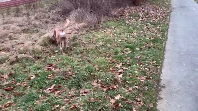 Тайсон на прогулке ? / Спонтанная покупка ? / Немного о дежурстве на скорой помощи смотреть онлайн
