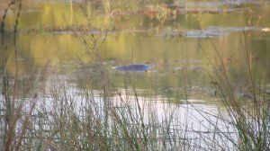 Hippo hunt in Selous Tanzania, Africa.