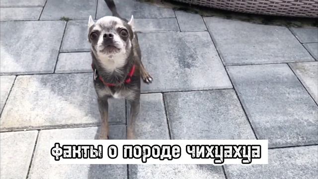 ?факты о породе чихуахуа? смотреть онлайн