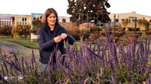 Frost Hardy Flowers: Which Annual Flowers Are Still Thriving