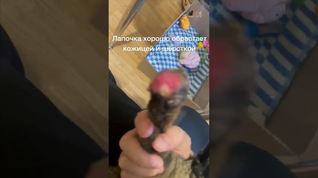 Каждое утро у Тиграши начинается с перевязки