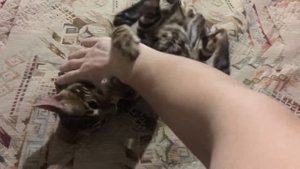 Дикий кот Бенгал Честер, вечерние игры бенгальского котенка