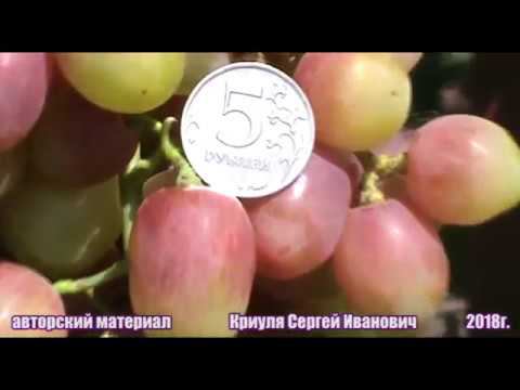 Виноград Сергей селекции О. М. Писанки (Grape variety Sergey). Второе плодоношение. смотреть онлайн