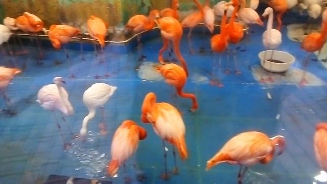 Фламинго! (розовые и красные). Московский зоопарк // Flamingo, Moscow Zoo смотреть онлайн