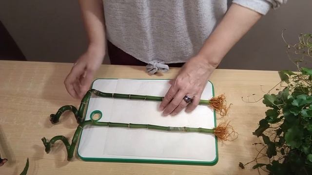 ОМОЛОЖЕНИЕ КОМНАТНОГО БАМБУКА смотреть онлайн