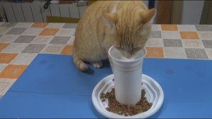 Кормушка с водой для кошек и маленьких собачек