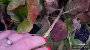 Хлопоты о крупнолистной гортензии