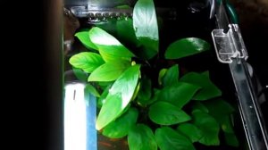 НАНО аквариум 20 литров