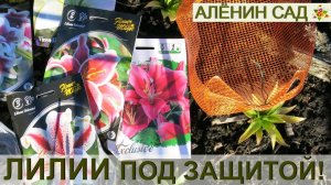 ЛИЛИИ в корзинках - 100% ЗАЩИТА от мышей и водяных крыс!!! / Посадка лилий весной