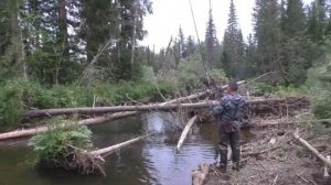 198 Серия Тайга идем Вниз по реке Даугли Рыбное место, но стоит его Подготавливать Утка Удочка Попла