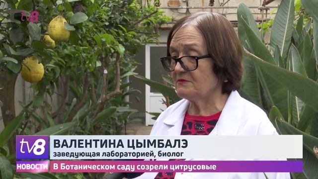 Сочные мандарины и лимоны смотреть онлайн