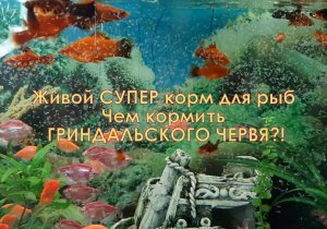 Чистый БЕЗ ЗАПАХА корм для рыб и малька - червь ГРИНДАЛЬ! Чем кормить Гриндаля без проблем?! Делюсь
