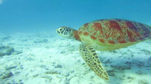 Snorkeling Kuredu Maldives - Schnorcheln Kuredu Malediven