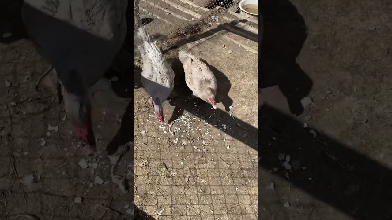 А вы всё ещё выбрасываете скорлупу ? смотреть онлайн