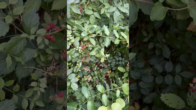 Wild blackberries!