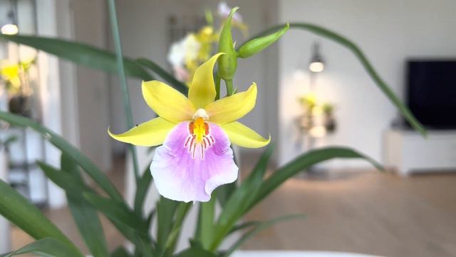 What’s in bloom July 2022!?! Not much! смотреть онлайн