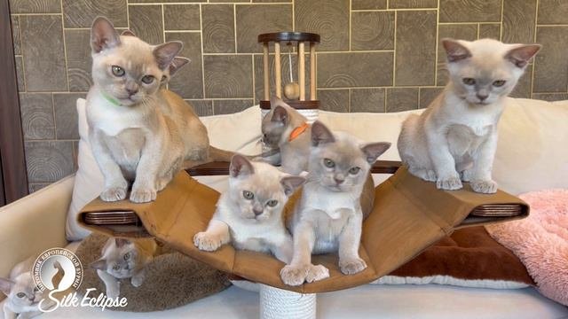 Бурманские котята