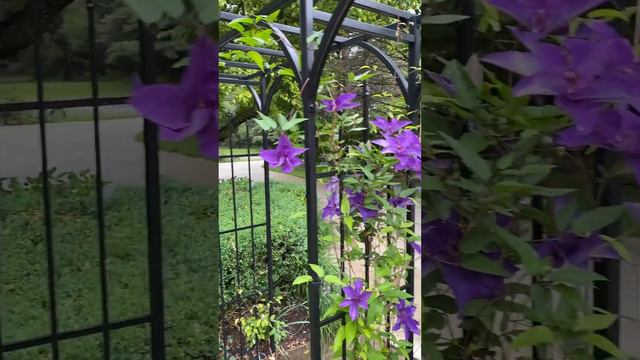 Clematis 'The President' 总统铁线莲 смотреть онлайн