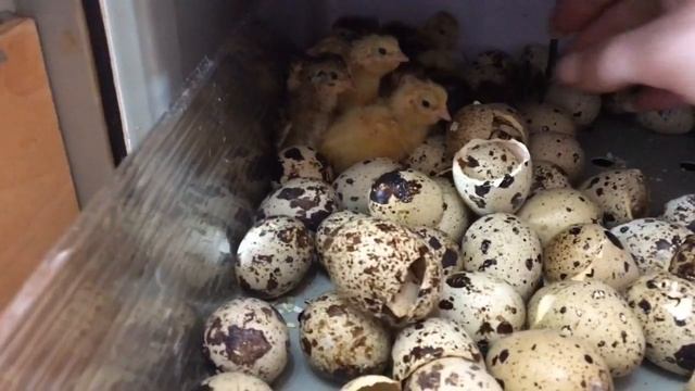 Ошибки инкубации или вывод перепелов на 19 сутки