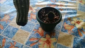 Как разрезать и укоренить кактус
