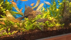Два сома птеригоплихт и анциструс в моем аквариуме/2 catfish pterygoplicht and ancistrus in my tank
