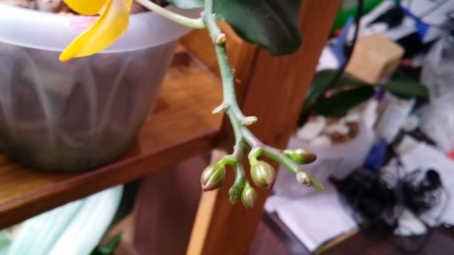 ОРХИДЕИ на реанимации..над водой..все живы..23.03.2020. смотреть онлайн