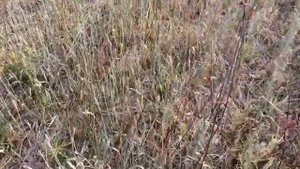 Посев пшеницы по березе. No-Till. Посев без обработки.