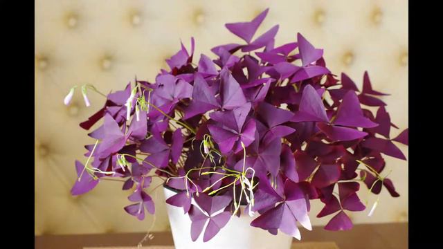 MorningFlower смотреть онлайн