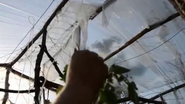 Формировка высокорослых и среднерослых томатов смотреть онлайн