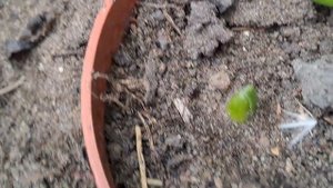 Пересаживаю эустому в горшки.27.08.23.Сев.Каз..Ч.582.