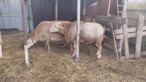 Спаривание Элитных Катумских барана и овцы (архив 1,5 летней давности)