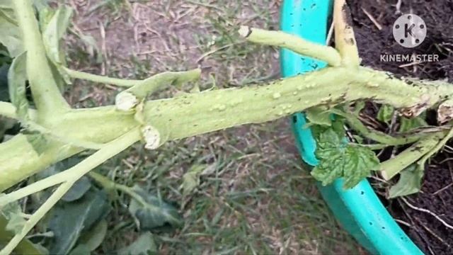 Разбираюсь от чего погиб томат Настя Сибирячка.