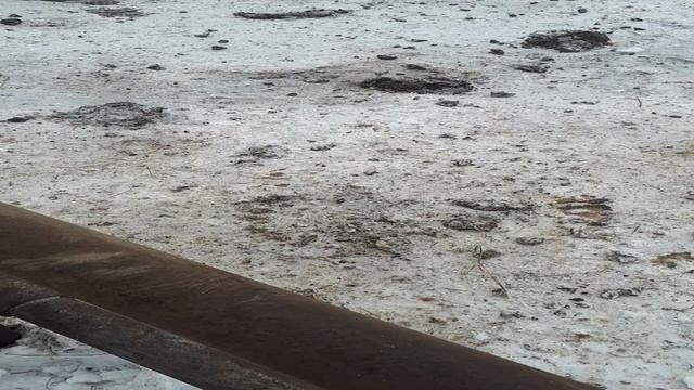 Продажа быков на убой мясных пород крс смотреть онлайн