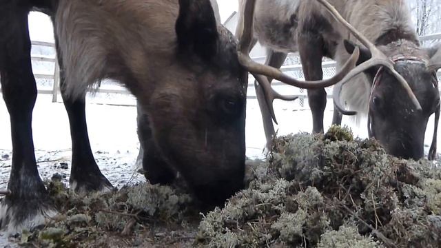 Кушаем ягель смотреть онлайн