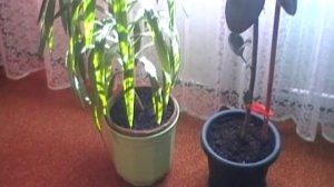 JVC GR-D240E Digital Video Camera MiniDV Test