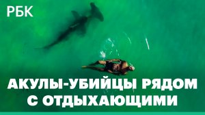 Почему акулы все чаще нападают на людей и при чем тут глобальное потепление