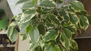 Фикус Бенджамина Голден Кинг и Биннендийка Амстел Грин Голд. Весенняя пересадка. Особенности фикусо