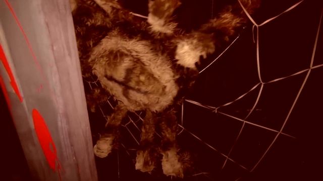 Давид в Доме Страха ! HORROR DAVA смотреть онлайн