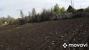 Как выращивать укроп на продажу. Посадка. Сорт. Подготовка земли.