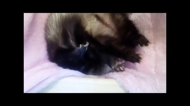 Хорёк Лаки, первая неделя дома. Девочка - Сильвер. смотреть онлайн