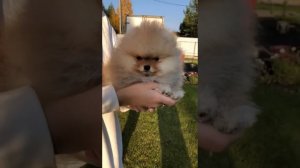 померанский шпиц Санька 2 месяца