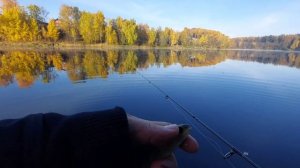Shimano cardiff 57s ff xul и октябрьские русалки
