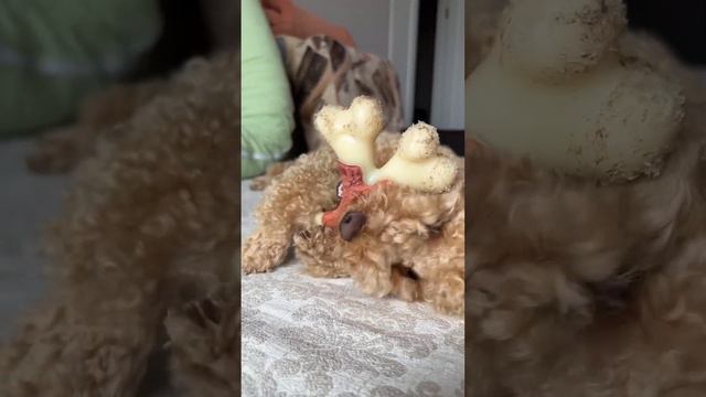 Капуч влюблён #poodle #пуделькапуч #toypoodle