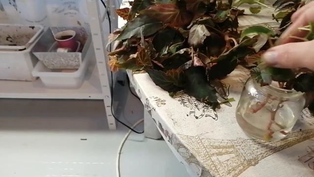 Как сохранить ампельную БЕГОНИЮ зимой