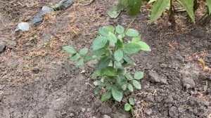 Осенние работы в саду. Прополка, обрезка 10 метровой клумбы.