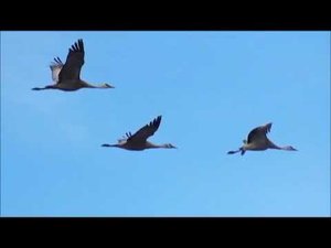 Олег Чуприн - Осень жизни (кавер)(11.09.13)