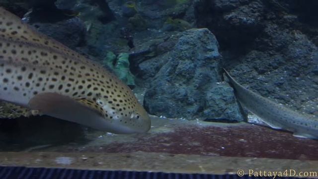 Pattaya Attractions Underwater World on Sukhumvit Road смотреть онлайн