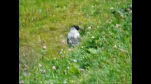 Серая ворона и интересные факты о ней