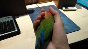 Попугай нерозлучник греется в руках